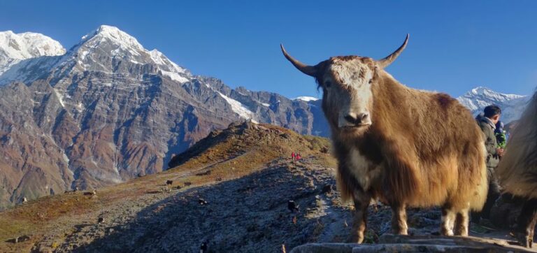 Pokhara: 5-Day Mardi Himal Guided Trek