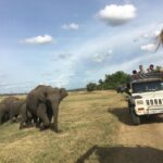 1 polonnaruwa sight seeing tour and minneriya elephant safari Polonnaruwa Sight Seeing Tour and Minneriya Elephant Safari