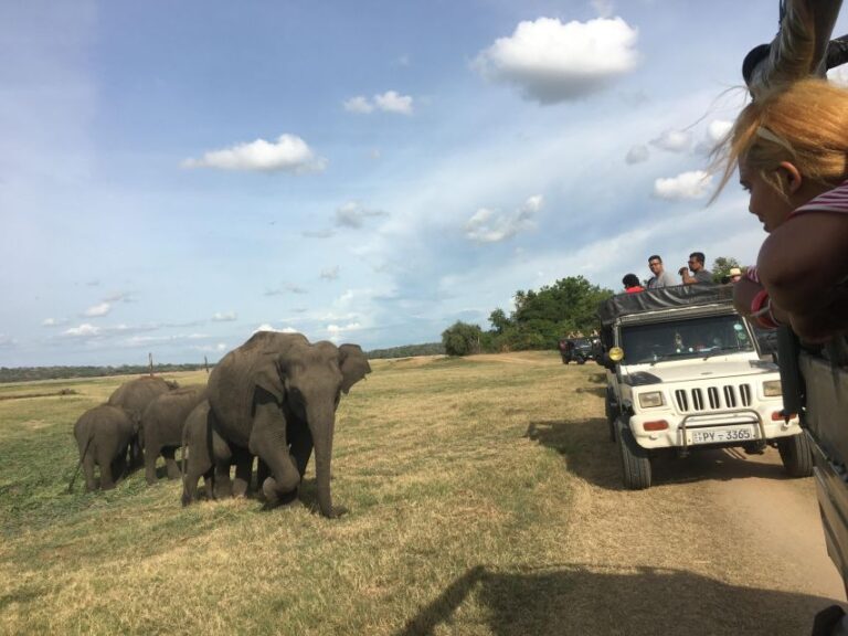 Polonnaruwa Sight Seeing Tour and Minneriya Elephant Safari