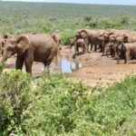1 port elizabeth addo elephant park safari full day tour Port Elizabeth: Addo Elephant Park Safari Full-Day Tour