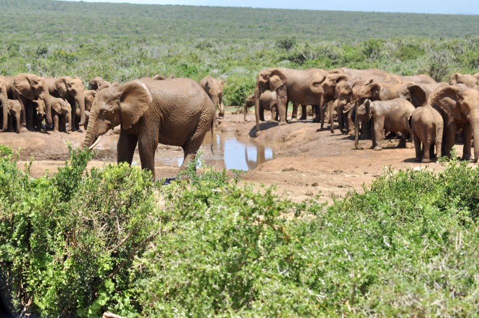 Port Elizabeth: Addo Elephant Park Safari Full-Day Tour