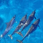 1 port ghalib sataya reefs dolphin snorkel cruise with lunch Port Ghalib: Sataya Reefs Dolphin Snorkel Cruise With Lunch