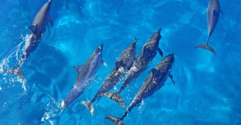 Port Ghalib: Sataya Reefs Dolphin Snorkel Cruise With Lunch