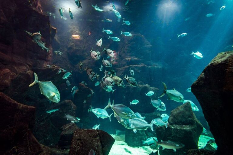 Porto Moniz: Diving With Sharks and Rays in Madeira Aquarium