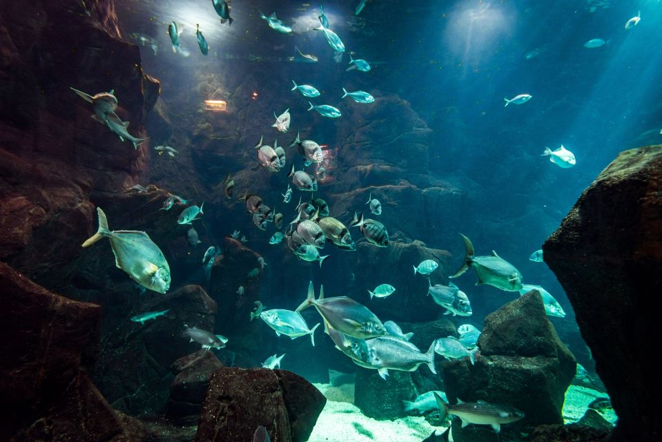 1 porto moniz diving with sharks and rays in madeira aquarium Porto Moniz: Diving With Sharks and Rays in Madeira Aquarium