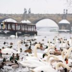 1 prague 1 5 hour river boat cruise and guided tour Prague: 1.5-Hour River Boat Cruise and Guided Tour