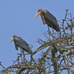 1 prek toal bird sanctuary and great lake tour in cambodia Prek Toal Bird Sanctuary and Great Lake Tour in Cambodia