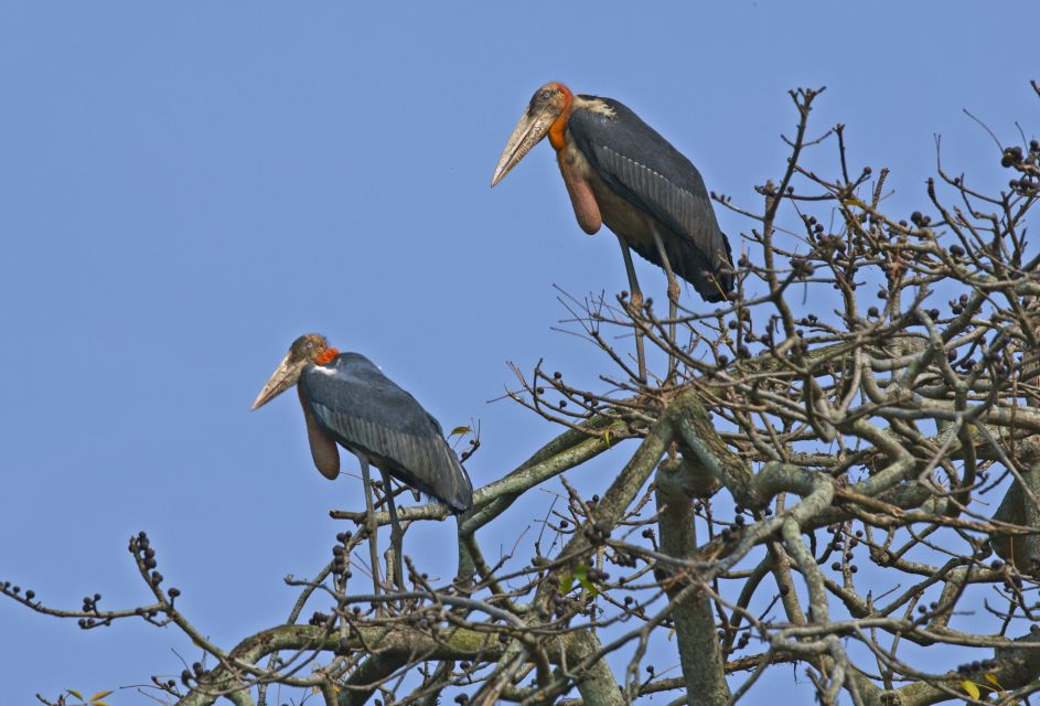 1 prek toal bird sanctuary and great lake tour in cambodia Prek Toal Bird Sanctuary and Great Lake Tour in Cambodia