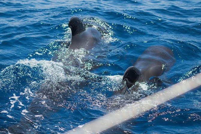 Premium All Inclusive Whale & Dolphin Watching Experience