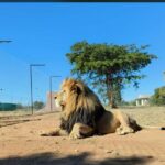 1 pretoria lion and cheetah sanctuary game drive Pretoria: Lion and Cheetah Sanctuary Game Drive