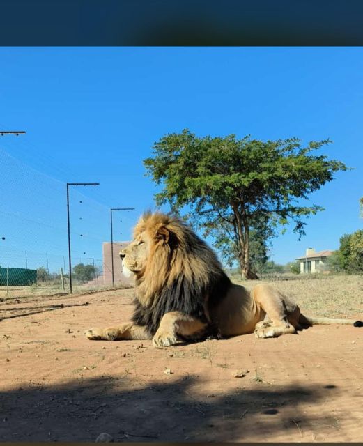 Pretoria: Lion and Cheetah Sanctuary Game Drive