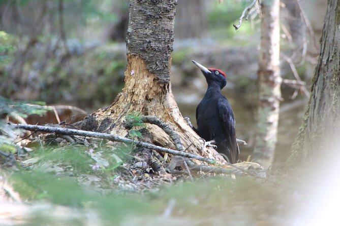 Primeval Forest and Stunning Views of Cliff Trekking Tour