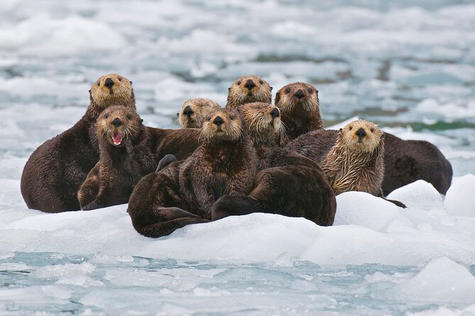 Prince William Sound Glacier Cruise (Mar )