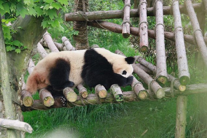 Private Day Tour: Dujiangyan Panda Base Volunteering From Chengdu