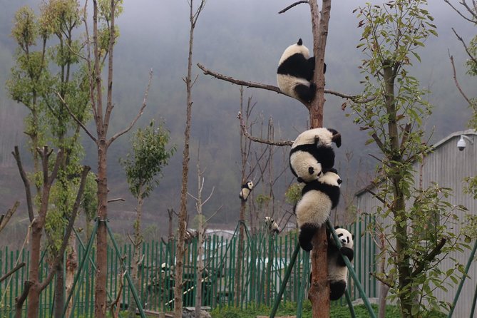 Private Day Tour to Dujiangyan Panda Center With Panda Holding (Mar )