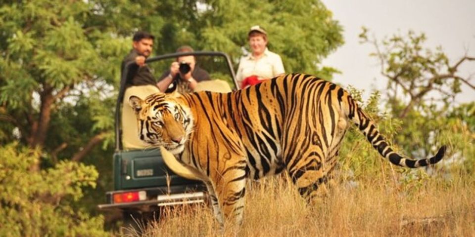 Private Day Trip With Tiger Safari From Jaipur All Included - Tips for a Memorable Experience