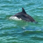 1 private dolphin tour with secluded beach snorkel stop Private Dolphin Tour With Secluded Beach/Snorkel Stop