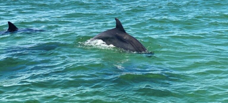 Private Dolphin Tour With Secluded Beach/Snorkel Stop