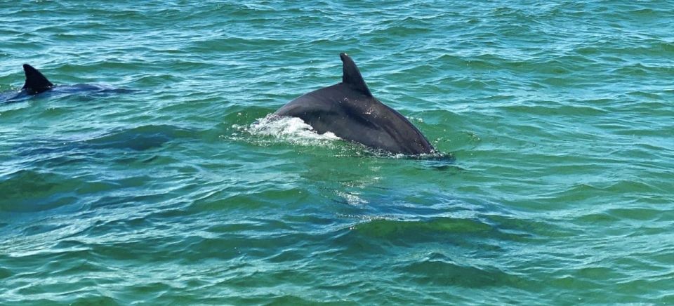 1 private dolphin tour with secluded beach snorkel stop Private Dolphin Tour With Secluded Beach/Snorkel Stop