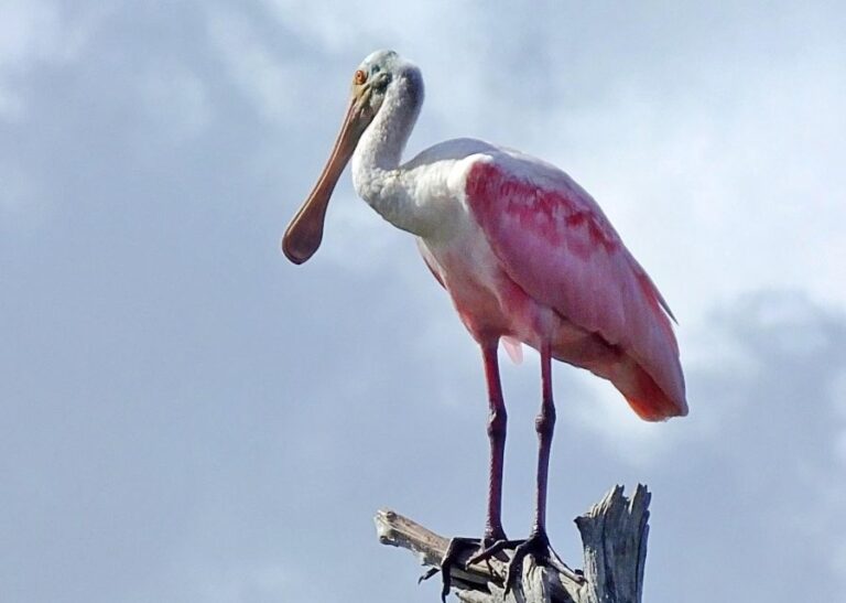 Private Dolphin Tours in the Amazing Savannah Marsh