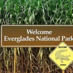 1 private everglades tourexplore the beauty of the everglades Private Everglades Tour:Explore the Beauty of the Everglades