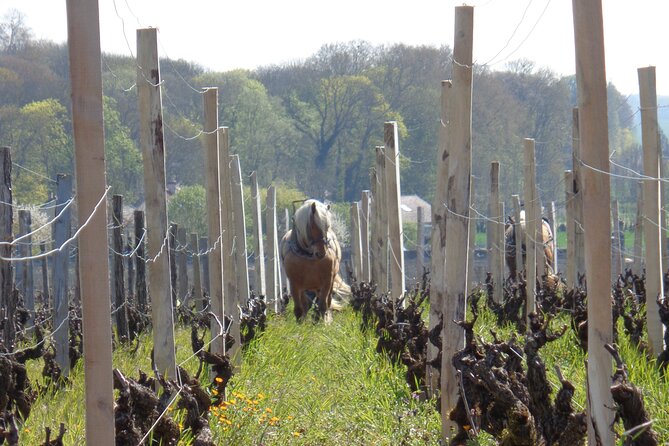 Private Excursion With Tasting in Burgundy