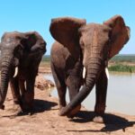 1 private full day addo elephant national park safari Private Full Day Addo Elephant National Park Safari