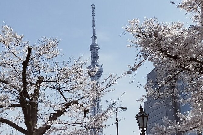 Private Full-Day Cherry-Blossom Tour of Tokyo With Tsukiji