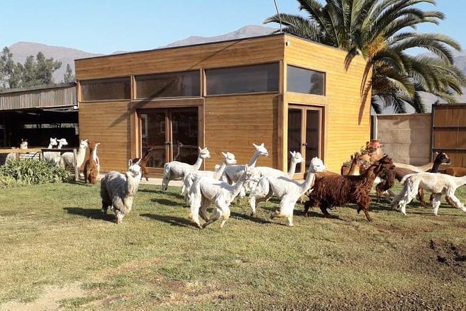 Private Full-Day Chilean Treasures Nature Tour: Alpacas and Penguins