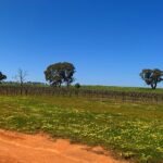 1 private full day wineries tour with lunch canberra region mar Private Full-Day Wineries Tour With Lunch, Canberra Region (Mar )