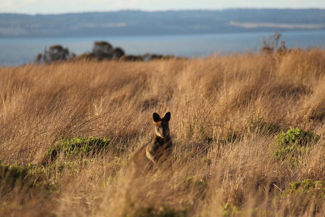 Private Great Ocean Road – The Ultimate Aussie Adventure