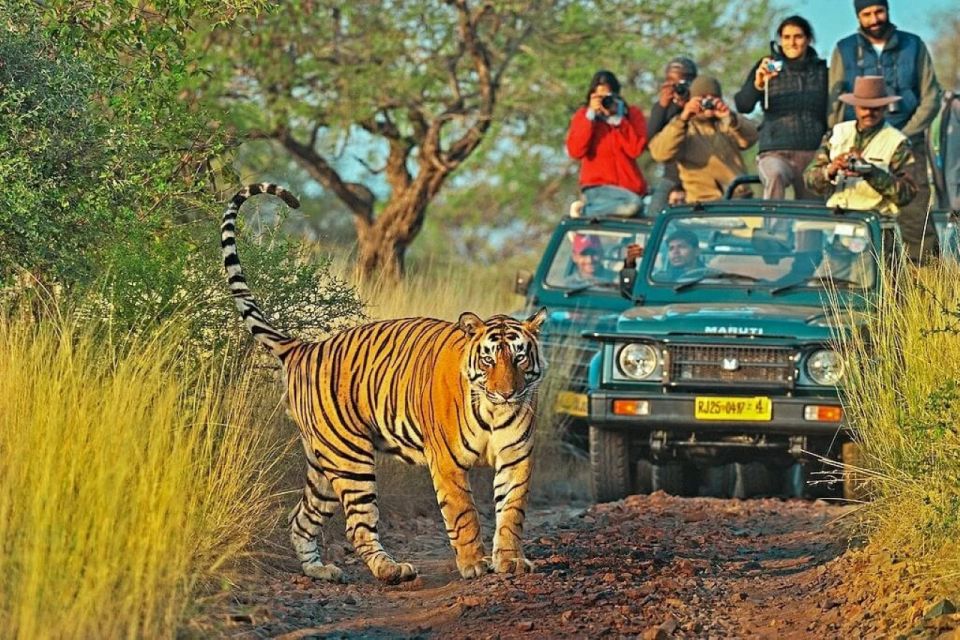1 private guided ranthambore national park tour from jaipur Private Guided Ranthambore National Park Tour From Jaipur