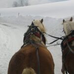 1 private horse drawn sleigh ride from salzburg Private Horse-Drawn Sleigh Ride From Salzburg