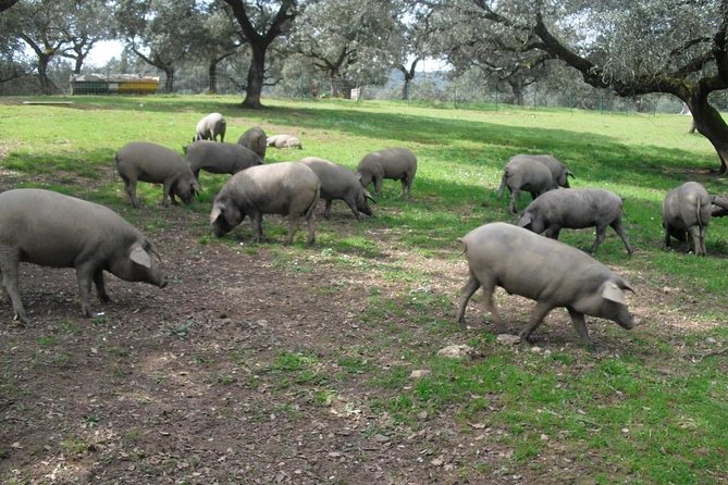 1 private iberian ham tour to the sierra de aracena Private Iberian Ham Tour to the Sierra De Aracena