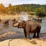 1 private kandy pinnawala day tour from bentota Private Kandy Pinnawala Day Tour From Bentota