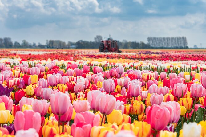 1 private keukenhof gardens and tulip fields tour from amsterdam Private Keukenhof Gardens and Tulip Fields Tour From Amsterdam