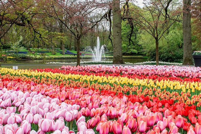 Private Keukenhof Tulip Fields & Flowers Sightseeing Tour From Amsterdam