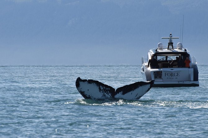 Private Luxury Whale Watch