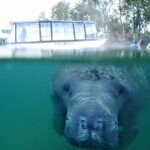 1 private manatee tour for up to 10 Private Manatee Tour for up to 10