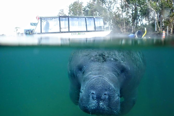 Private Manatee Tour for up to 10