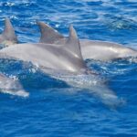 1 private port stephens day trip from sydney incl dolphin cruise Private Port Stephens Day Trip From Sydney Incl Dolphin Cruise