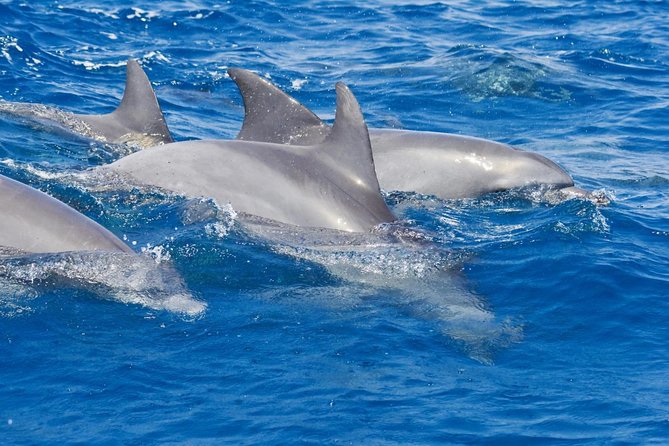 Private Port Stephens Day Trip From Sydney Incl Dolphin Cruise