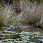 1 private river of grass everglades airboat adventure Private River Of Grass Everglades Airboat Adventure
