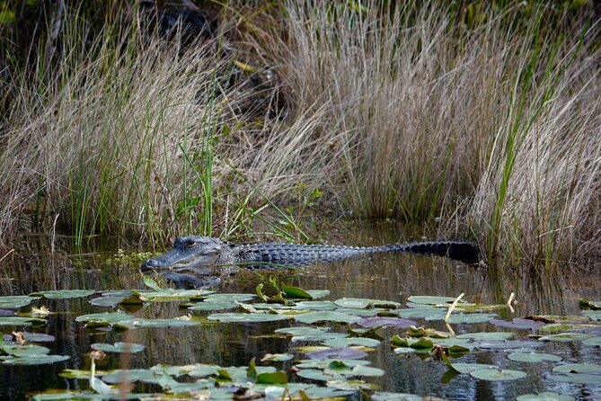 Private River Of Grass Everglades Airboat Adventure