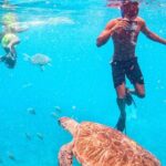 1 private snorkel experience with sea turtle for cruisers Private Snorkel Experience With Sea Turtle for Cruisers
