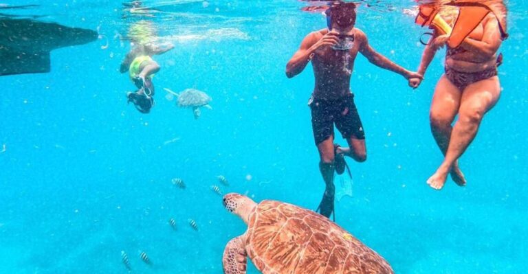 Private Snorkel Experience With Sea Turtle for Cruisers