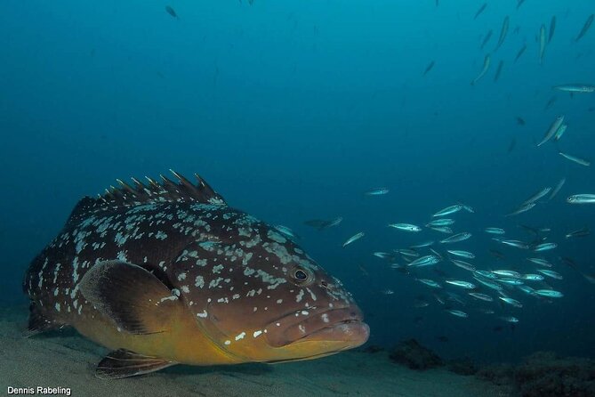 Private Snorkeling Tour From Playa Grande Beach