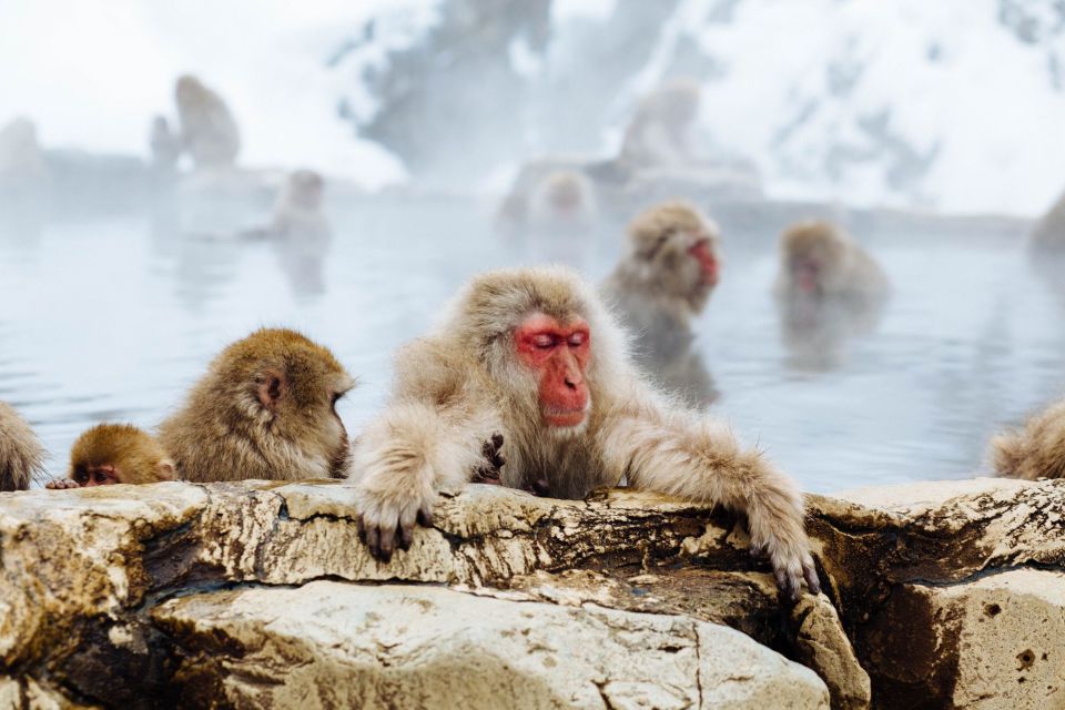 1 private snow monkey tour from nagano city ski resorts Private Snow Monkey Tour: From Nagano City / Ski Resorts