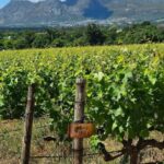 1 private tour cape winelands to stellenbosch franschhoek Private Tour: Cape Winelands to Stellenbosch & Franschhoek