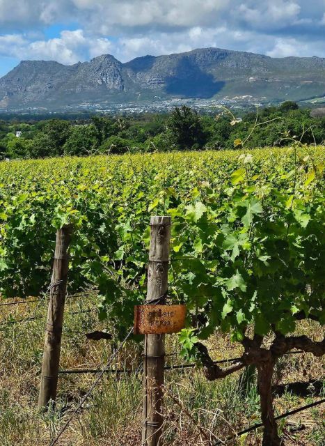 Private Tour: Cape Winelands to Stellenbosch & Franschhoek